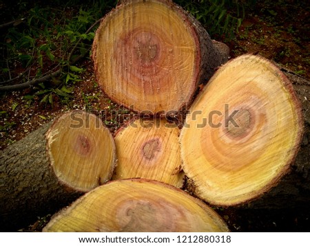portrait of cut and stacked photos of remedial tree