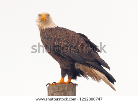 The Great American Bald Eagle