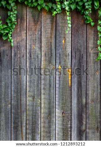 Vichy grapes on an old wooden wooden fence with faded paint