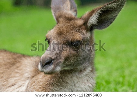 extreme close up kangaroo