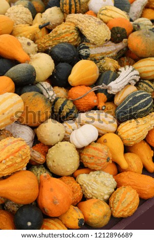 Fall array of pumpkins, squash, and gourds ready for shoppers to pick from at market.