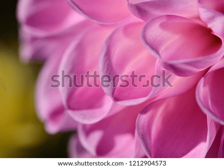 Macro photo of pink Dalia flower. Focus on pink sun shined petals. Shallow depth of field, soft focus and blurred warm green background
