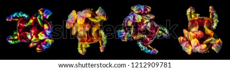 Fine art colorful macro  flower portrait fantasy of  four isolated parrot tulips in surrealistic / fantastic realism style in glowing pop-art rainbow colors with strong texture on black background