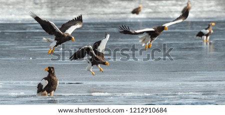 Adult Steller's sea eagles. Ice background. Scientific name: Haliaeetus pelagicus. Natural Habitat. Winter Season.