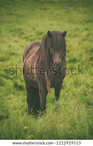 Single icelandic chestnut horse grazing on the green meadow in Iceland