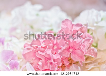 Picture of sweet pink color flower in soft focus vintage tone.