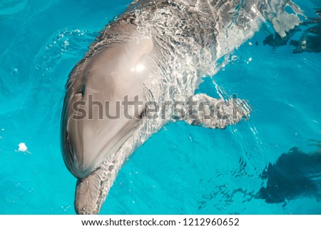 portrait of a happy smiling bottlenose dolphin in blue water. Dolphin Assisted Therapy