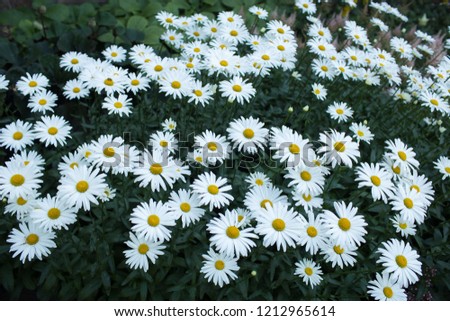 White daisies flower bed in the garden