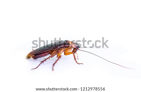Cockroaches are on a completely separate white background.