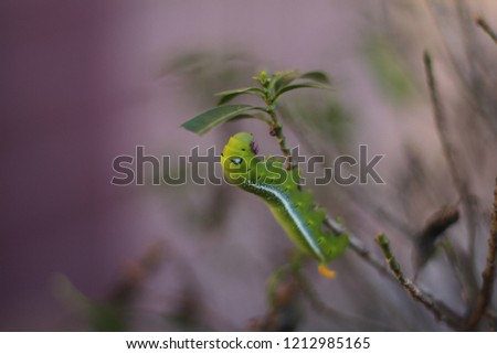 Green caterpillar, worm hanging on the tree leave.