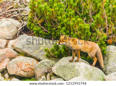 Red fox (Vulpes vulpes) poses for a picture.