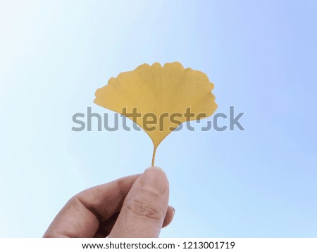 Image holding yellow ginkgo leaf in hand Blue sky background