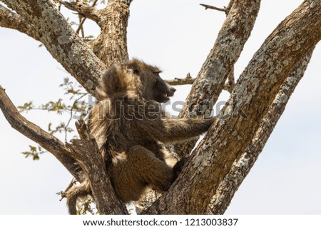 Baboon in a tree in Africa