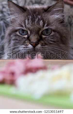 a cunning cat is waiting for when the owner turned away to steal a piece of sausage from the table