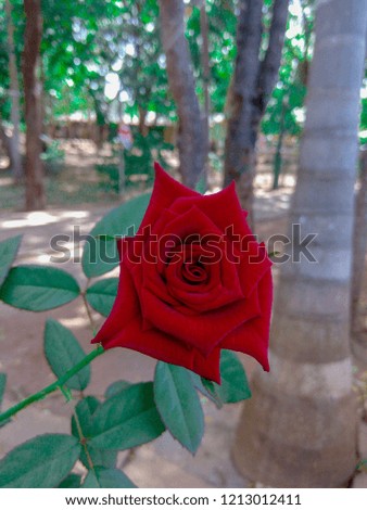 Beautiful Rose Flower