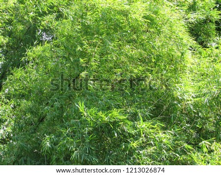 Bamboo tree in the forest