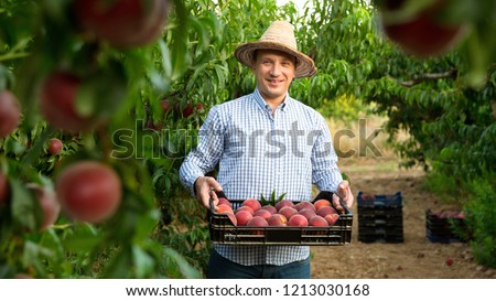 Portrait of cheerful  man horticulturist showing crate with harvest of peaches in garden Royalty-Free Stock Photo #1213030168
