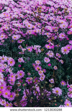 New Belgian Astra pink color. flower bushes