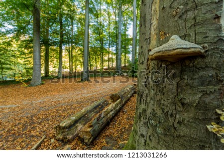 autumn day in the forest with a tinder fungus in a trunk in Spaubeek in South Limburg in the Netherlands Holland
