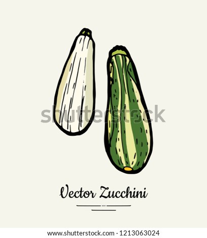 Zucchini – hand drawn illustration. Hipster illustration of squash. Isolated green zucchini for vegetarian poster, cooking school, restaurant menu, banner, logo, icon, food shop, harvest 
festival.