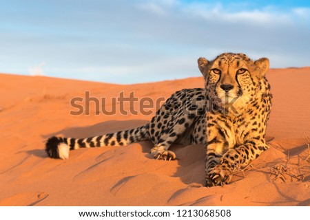 Cheetah in Kanaan N/a'an ku se Desert Retreat Camp