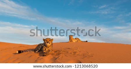 Cheetah in Kanaan N/a'an ku se Desert Retreat Camp