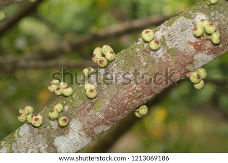Spherical fruit growing on the trunk of a Banyan tree.