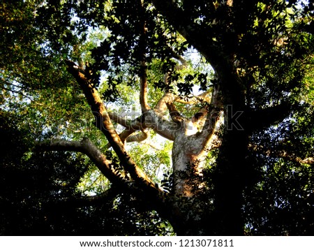 
some branches of fig tree that have sun light shining on surrounded with dark and green leaves as the sleep tree for animal in the forest			