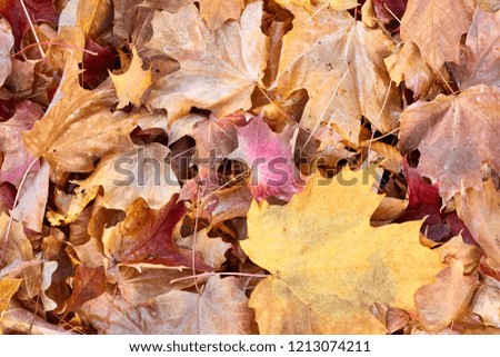 Red and orange dry autumn maple leaves background. Close up, selective focus