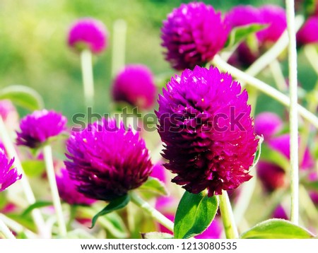 Purple flowers in the outdoor garden Selecting focus only in the image