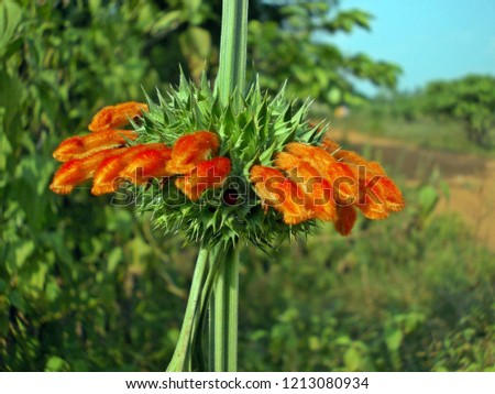 Leonotis nepetifolia flower