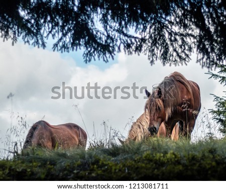 Horses pasture on green hills in the forrest.