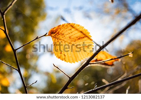 Indian summer concept: autumn sun shining through yellow leaf. Branch of tree with fading bright yellow leaves, photogrpahed against the sun