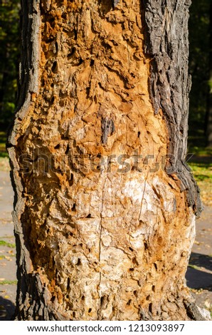 A tree trunk in a spruce city park damaged by bark beetles. Close up