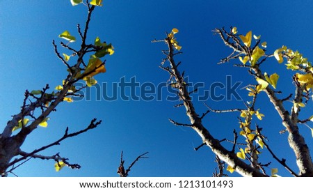apple tree with a few yellow leaves in autumn and a blue sky