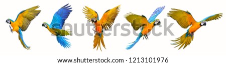 Set of macaw parrot isolated on white background Royalty-Free Stock Photo #1213101976