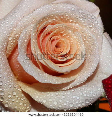Pale Rose with Water Droplets - Close up photograph of a pale pink or beige colored rose with water droplets on the petals.  Selective focus on the center of the image. 