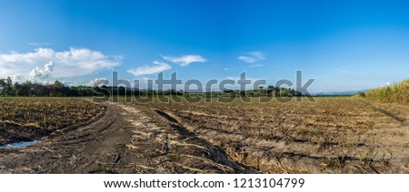 A nice cultivation of sugarcane in panoramic photography.