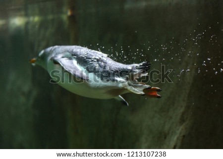 Penguin swims under water.
