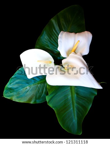white Calla lilies with big green leaf isolated on a black background