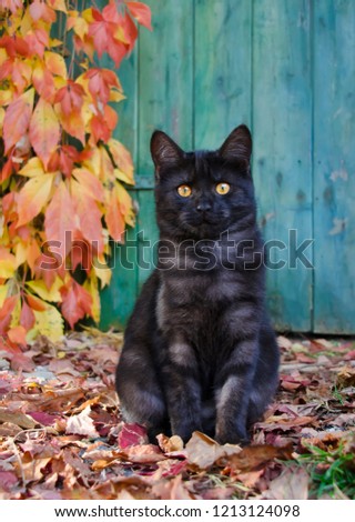 A black smoke colored kitten sitting in front of a blue wooden door with red vine leaves in autumn, Germany