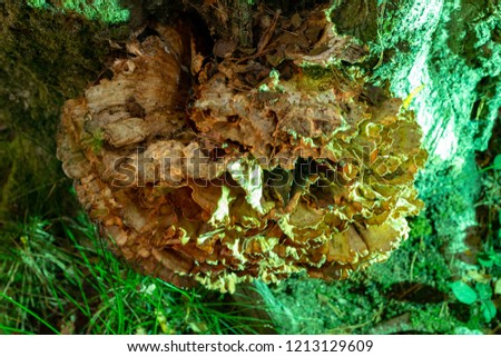 Colour photograph of Chicken of the woods growing on tree trunk bathed in green light from above.