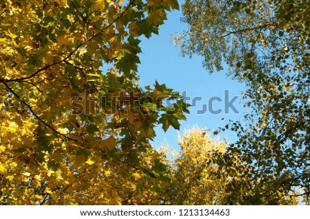 Colorful autumn leaves on a tree and a blue sky