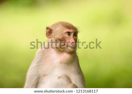 the nuture of monkey