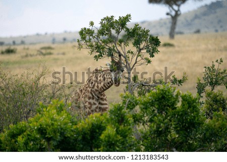 Alone giraffe in Masai mara safari in Kenya Southern Africa