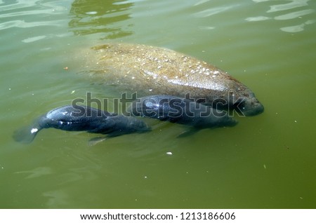 West Indian Manatee with two calves are rare