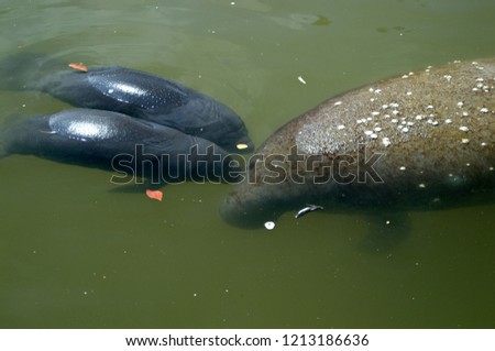Manatee with two or more calves are rare