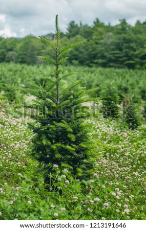 The vertical photo of the small Christmas tree at the Christmas tree farm among clover flowers during the summer

