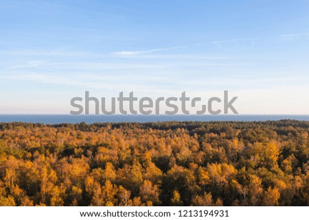 crowns of thick golden forest near the sea