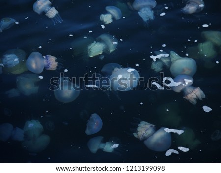 Congestion Millions of jellyfish floating in the sea lagoon as a result of penetration of cold flow. Danger to people swimming. As an unusual background for decoration and creative design